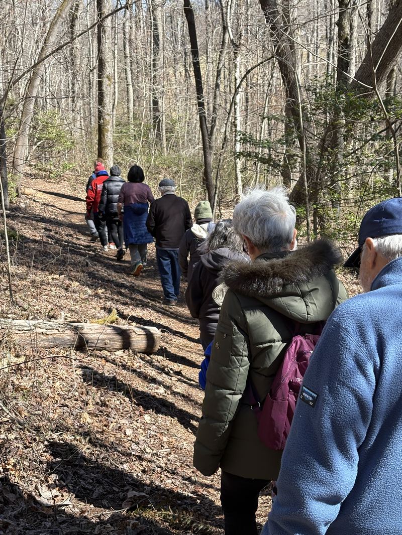Group walk in the woods