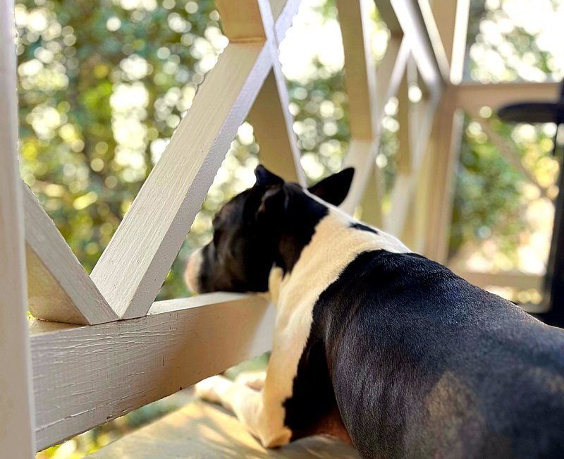 Molly the Boston Terrier on the porch at Ivy Terrace